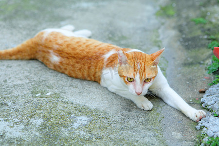 流浪猫摄影照片_流浪猫