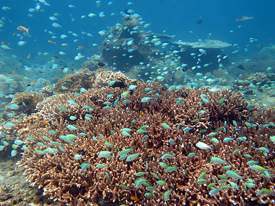 珊瑚鱼群摄影照片_繁荣的珊瑚礁充满了海洋生物和鱼群，