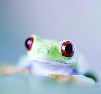 绿色小青蛙摄影照片_彩色背景叶子上的青蛙影子
