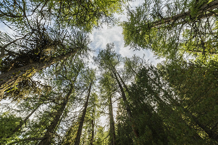 下拉gif摄影照片_瑞士格劳宾登州阿尔卑斯山的针叶树树冠下