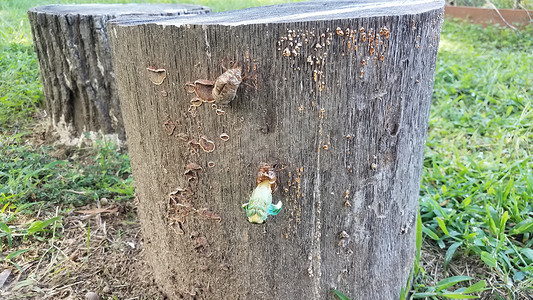 昆虫蘑菇摄影照片_树桩上蜕皮的绿蝉从皮肤上冒出来