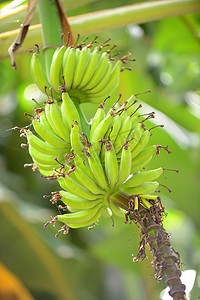 长在树上的香蕉