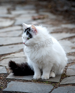 黑色尾巴的白色雌性流浪猫