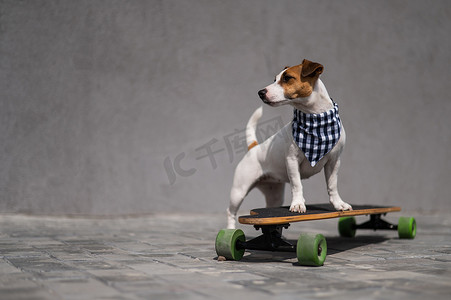 戴着格子头巾的杰克罗素梗犬骑着长板。
