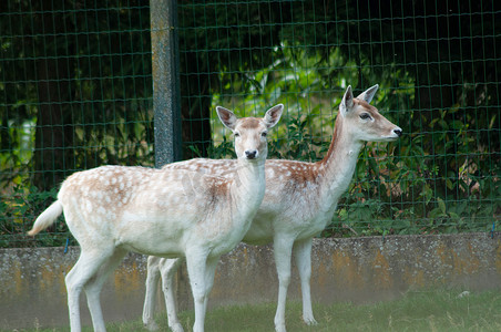 动物园里美丽的米色小鹿，小养牛场