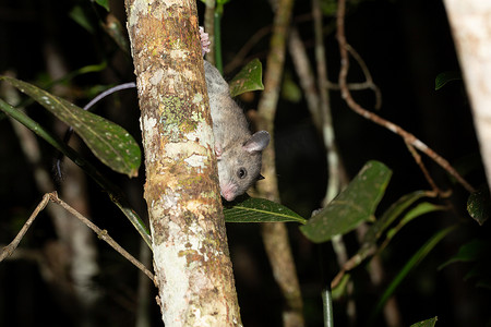 一只马达加斯加老鼠爬上树枝