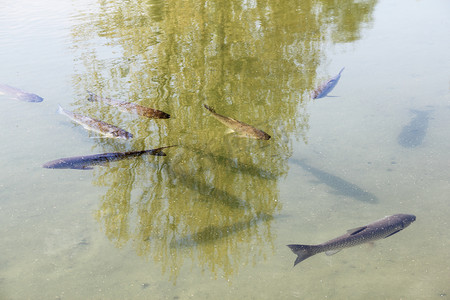 池塘里的褐鳟鱼