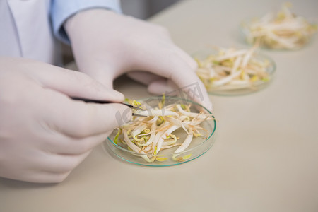 安全食品摄影照片_科学家检查大豆种子