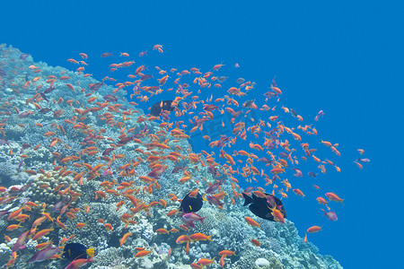 海底植物摄影照片_珊瑚礁与热带海洋中的 Anthias 鱼群，水下