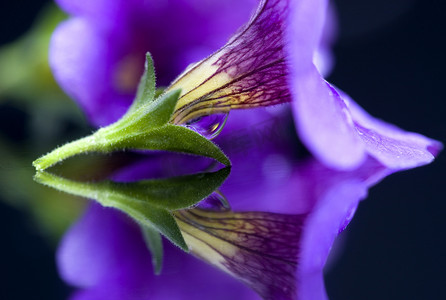 牵牛花特写