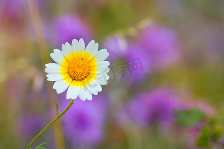 梅诺卡岛春天雏菊白色和黄色的野花