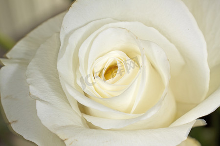 盛开的黑色花摄影照片_白玫瑰