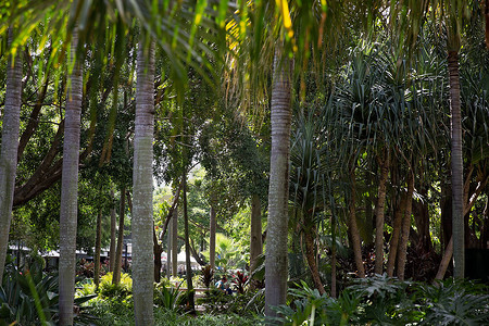 树叶一片摄影照片_澳大利亚布里斯班植物园的一片森林