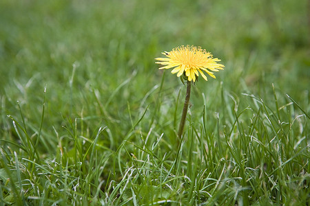 在草背景的黄色花