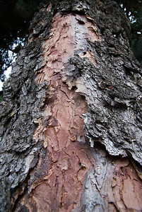 木材质地摄影照片_干树皮的质地