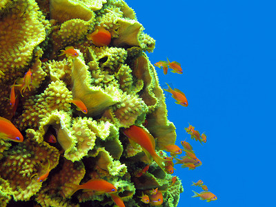 珊瑚礁与大黄珊瑚 Turbinaria reniformis 与异国情调的鱼 anthias 在红海