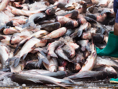 海鲜市场的鱼