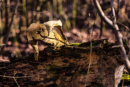 被砍伐的树干躺在受保护森林的地面上，并在切割面上显示年轮