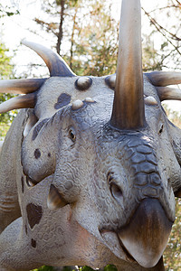 爬行动物恐龙 styracosaurus albertensis Ceratops 与骨 ho