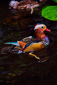 充满活力和色彩斑斓的鸳鸯鸟在睡莲水中游泳