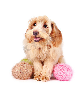 装饰蓬松的狗和羊毛球