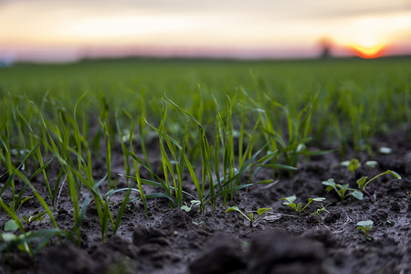日落时分，关闭在田野土壤中生长的年轻绿色小麦幼苗。