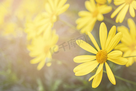 与美丽的黄色大花的春天背景