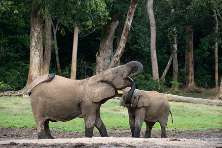 大象小牛从嘴里喝妈妈。