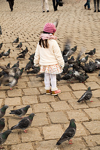 灰鸽子中的小女孩成群结队地生活在城市