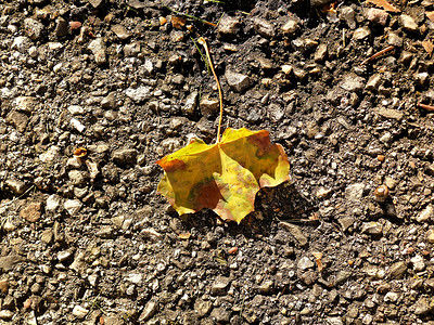 在街道地板上的秋天色的枫叶