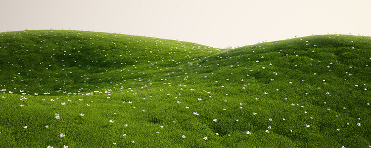 开满白花的草地