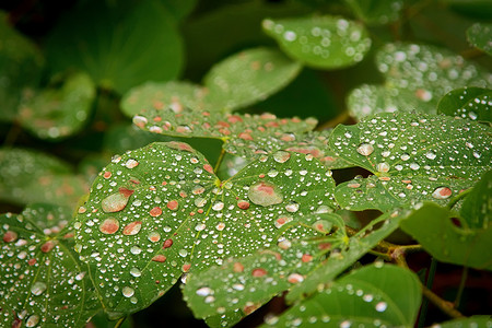 短暂的夏季雨后，雨滴在阳光下在绿叶上闪闪发光。