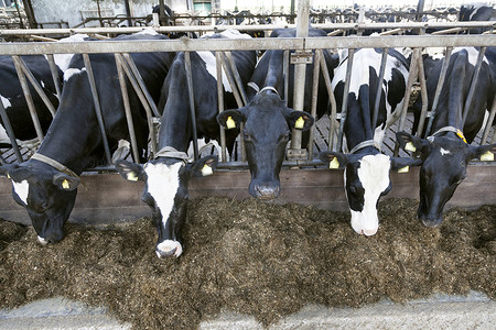 黑牛摄影照片_黑牛和白牛把头伸过栏杆进食