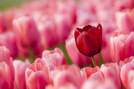 春天郁金香花摄影照片_五颜六色的郁金香花在春天