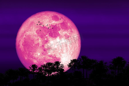 超级玉米粉红月亮和轮廓林树和鸟儿飞翔