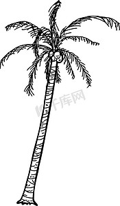 手绘椰子摄影照片_概述椰子棕榈