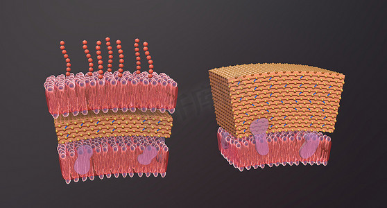 脑膜炎摄影照片_细胞壁是围绕某些类型细胞的结构层，就在细胞膜外。