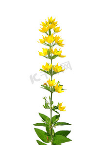 斑点珍珠菜（Lysimachia punctata）