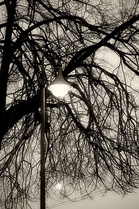 树枝灯笼摄影照片_灯笼、月亮和树枝