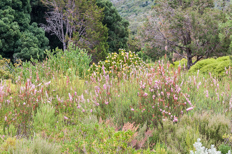 康斯摄影照片_康斯坦博西植物园中的 Fynbos 和普罗蒂亚植物