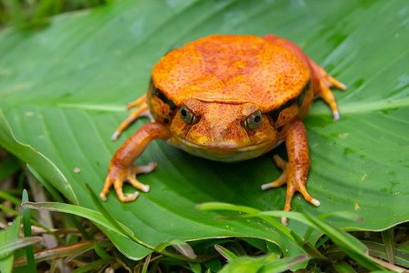 一只大橙色青蛙坐在一片绿叶上