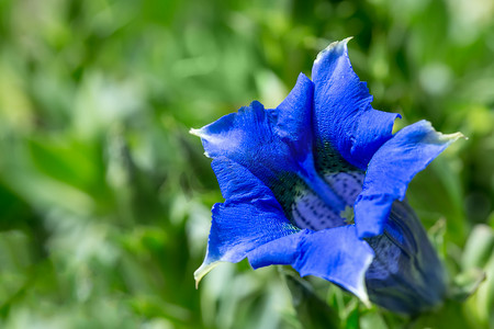 蓝绿色摄影照片_喇叭龙胆蓝春花在花园里