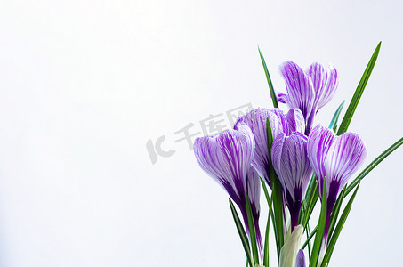 紫粉背景摄影照片_孤立在白色背景上的春天的花朵