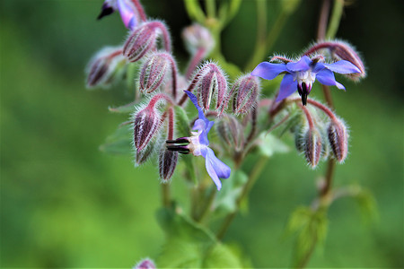 Borango officinalis - 蓝色琉璃苣花和芽