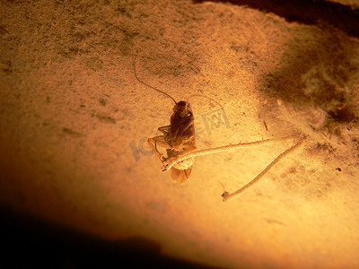尘土免抠图摄影照片_尘土中的蟑螂