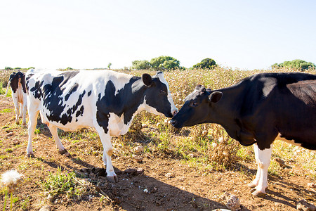 在梅诺卡岛巴利阿里群岛互相亲吻的弗里斯兰奶牛