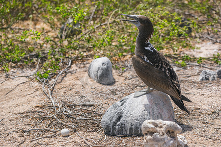 蓝脚鲣鸟在地巢中照看蛋 - 标志性和著名的加拉帕戈斯动物和野生动物。