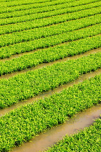 绿色稻田背景摄影照片_绿色稻田模式