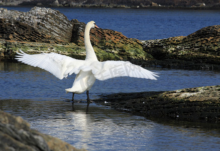 挥舞江湖摄影照片_天鹅挥舞着翅膀。