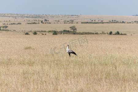 非洲肯尼亚大草原上的秘书鸟或秘书鸟